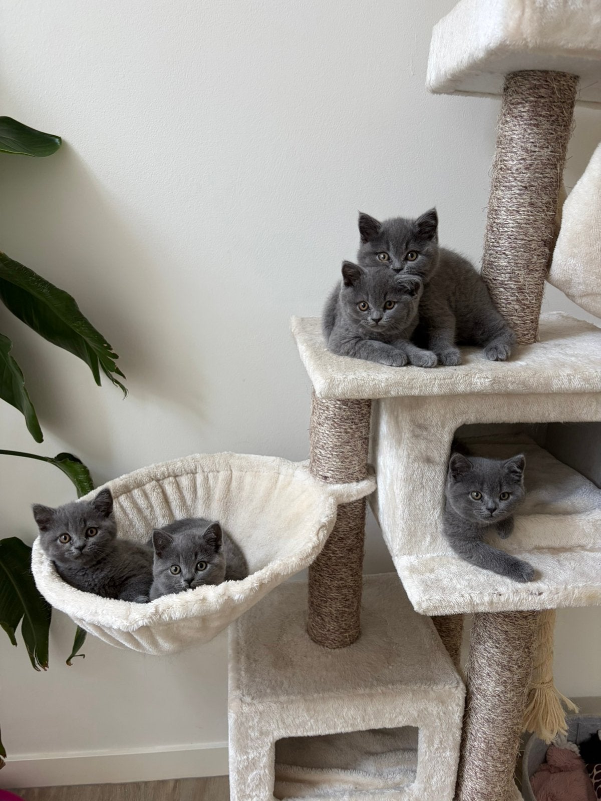 Kittens te koop, Kater, Ontwormd, 0 tot 2 jaar