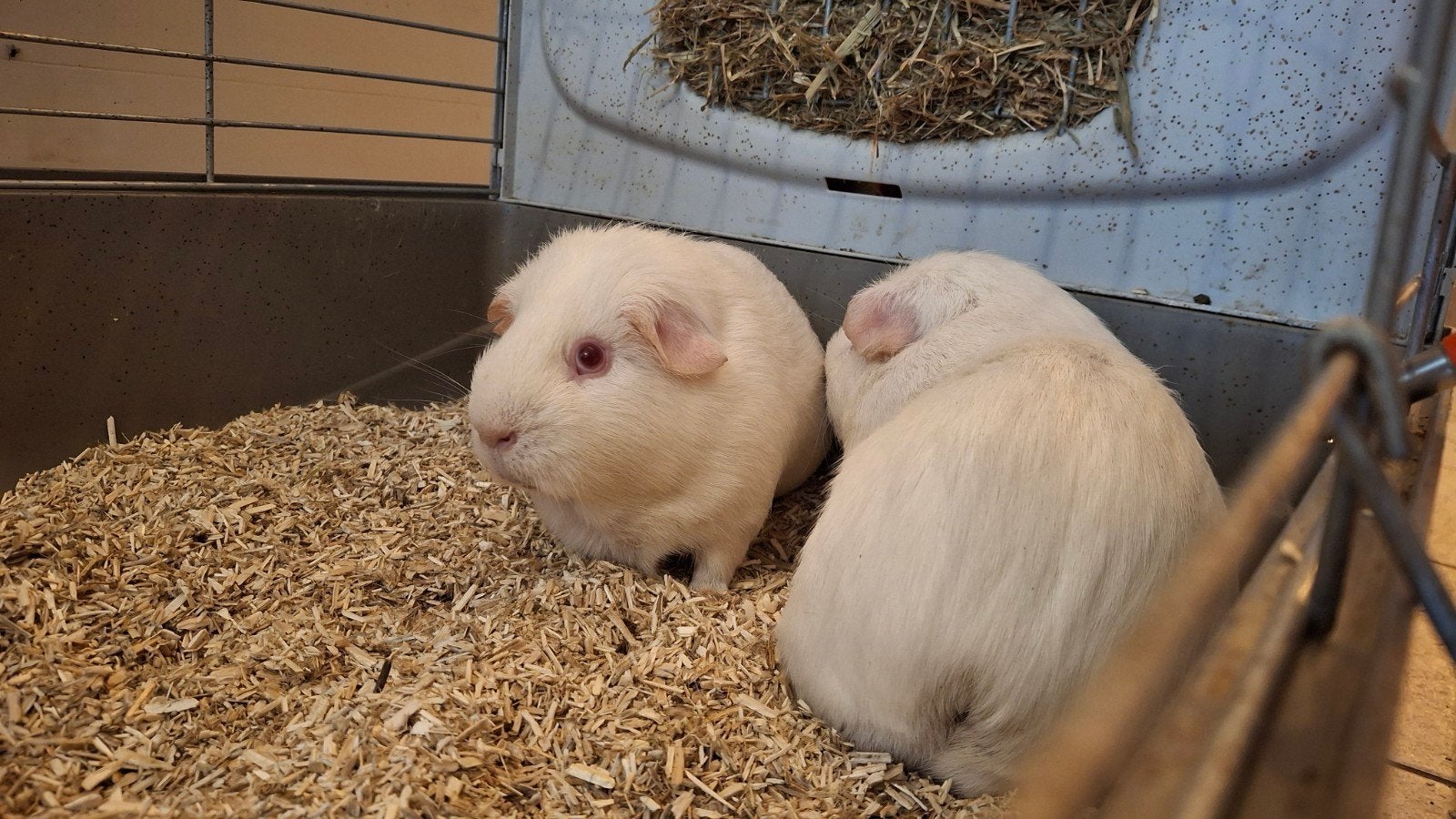 Twee lieve cavia's zoeken goed thuis, Dieren en Toebehoren, Knaagdieren, Mannelijk, Tam, Maart, Cavia