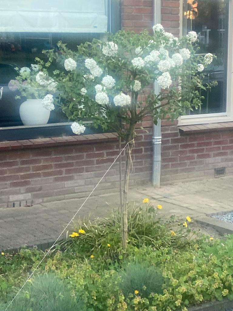 4 sierboompjes voortuin – voor kleine prijs, zelf uitgraven, Tuin en Terras, Planten | Bomen, Lente, 100 tot 250 cm, Ophalen, Volle zon
