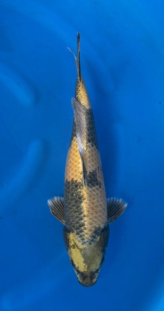 Kin ki Utsuri, Karper of Koi
