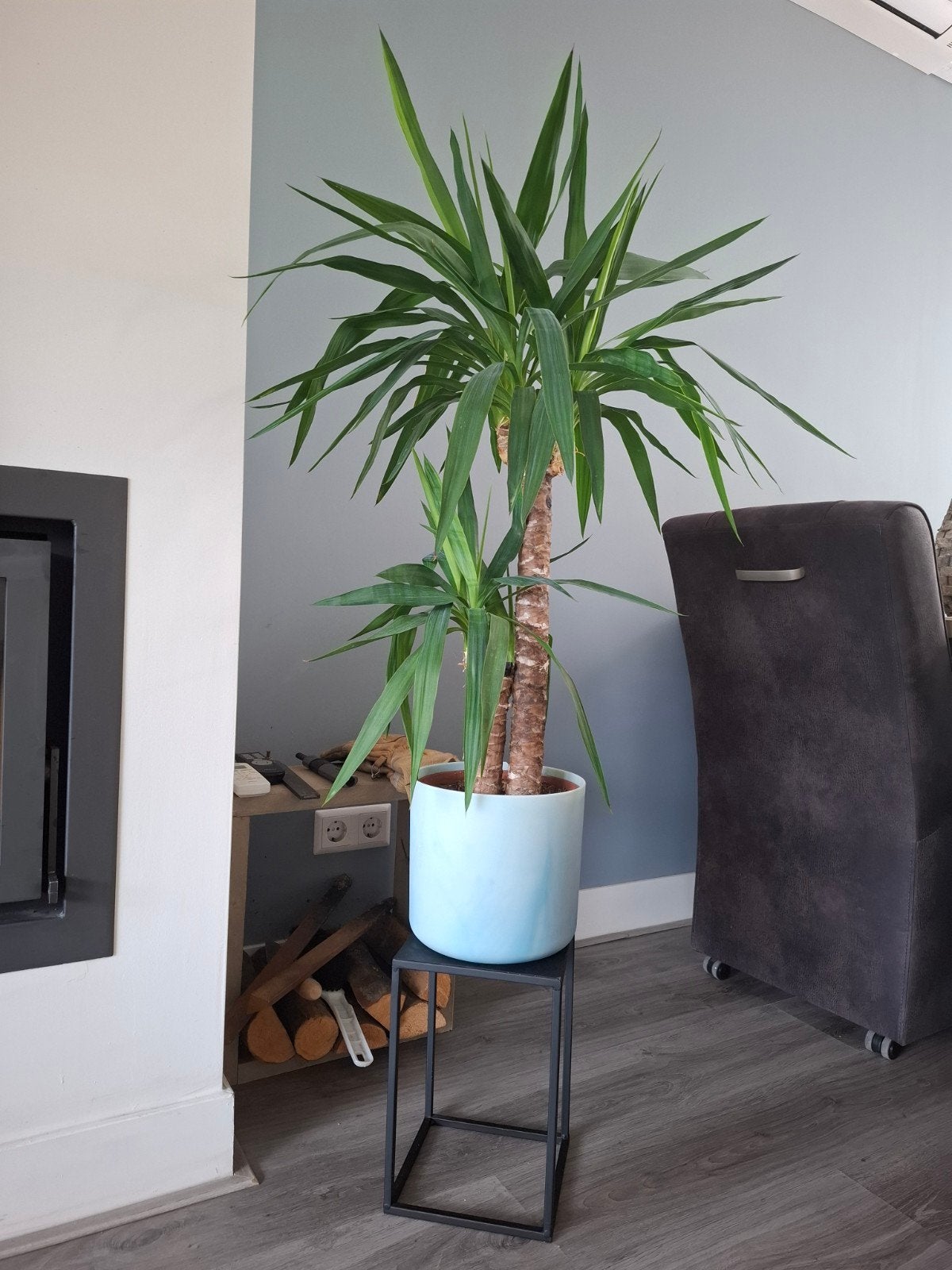 Grote plant Yucca 120-125 cm hoog met pot, Ophalen, Binnen, Groen, Zo goed als nieuw
