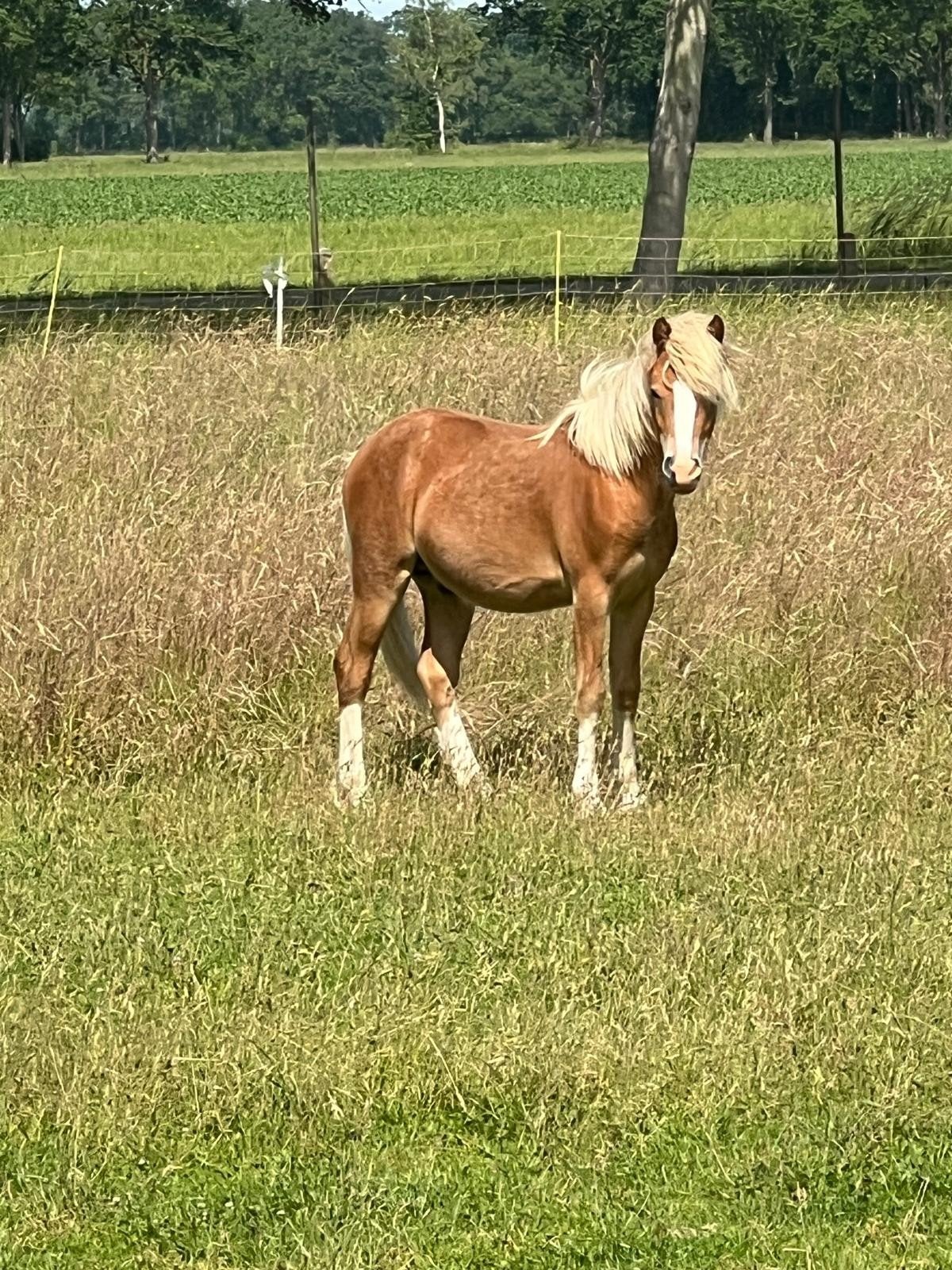 Mooie welsh a hengst., Met stamboom, Minder dan 160 cm, Dressuurpaard, 0 tot 2 jaar