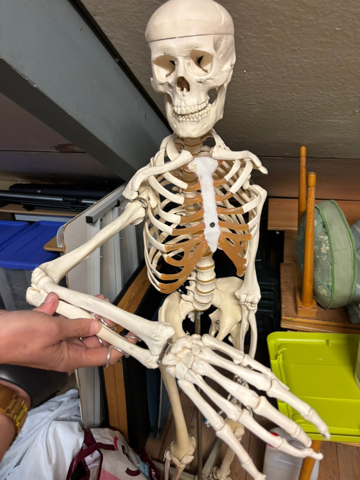 Origineel Scientific Anatomisch Skelet, Ophalen, Zo goed als nieuw, Halloween of Griezel
