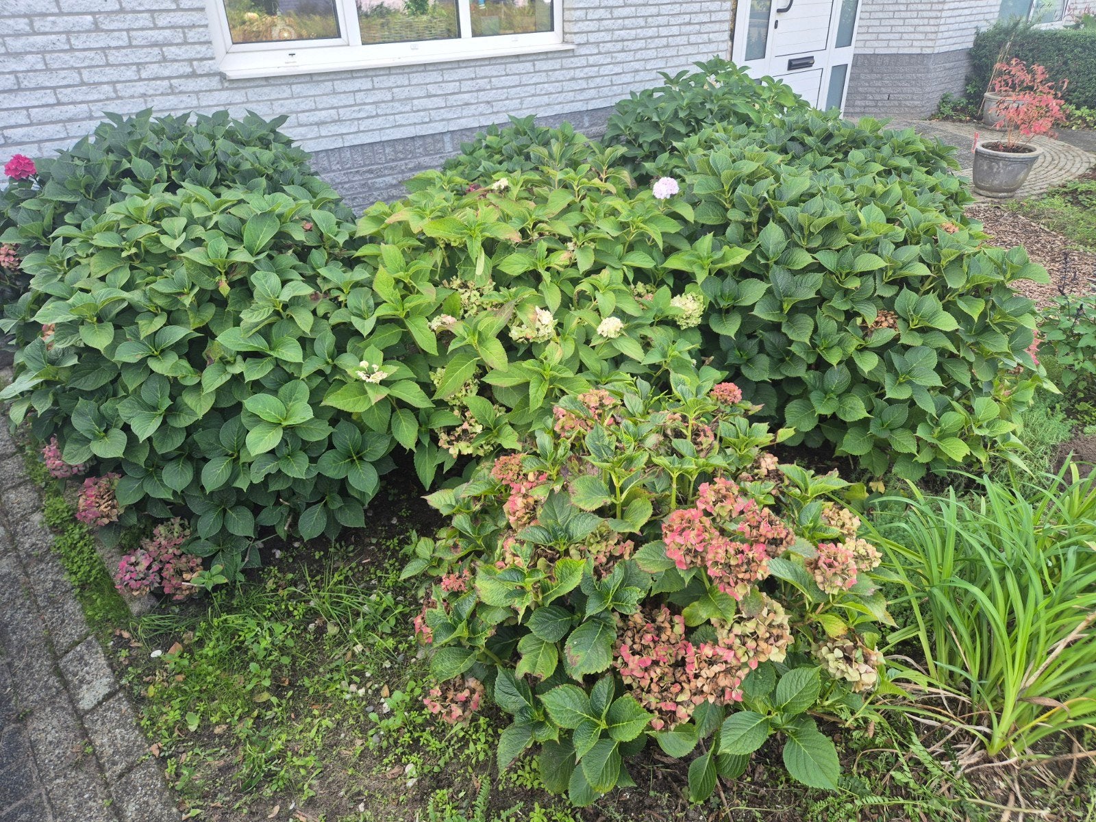 Boerenhortensia - Prachtige bloeiende plant, Tuin en Terras, Vaste plant, Halfschaduw, Zomer, Ophalen