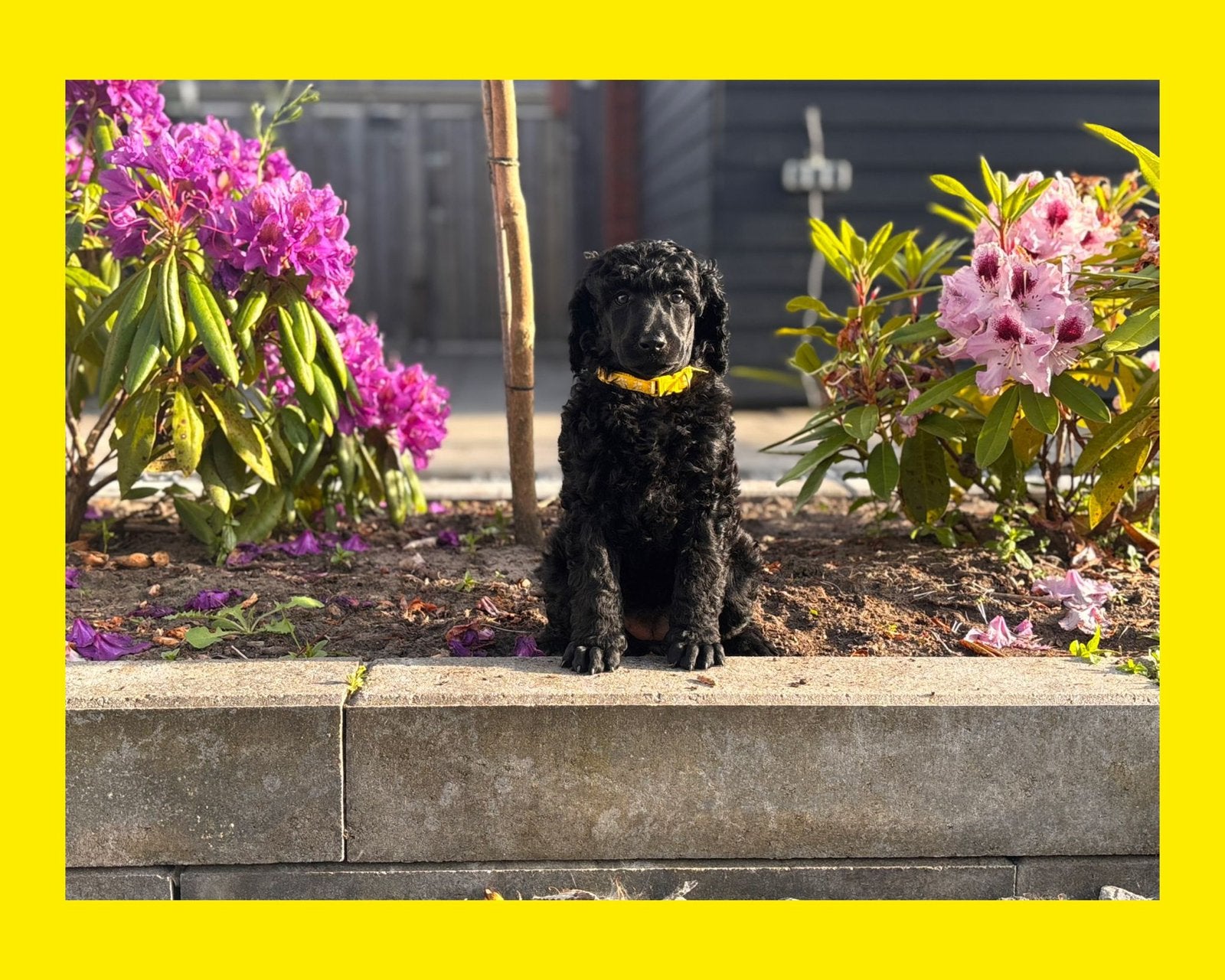 Grote poedel pup met fci stamboom, Poedel, Parvo, Nederland, 8 tot 15 weken