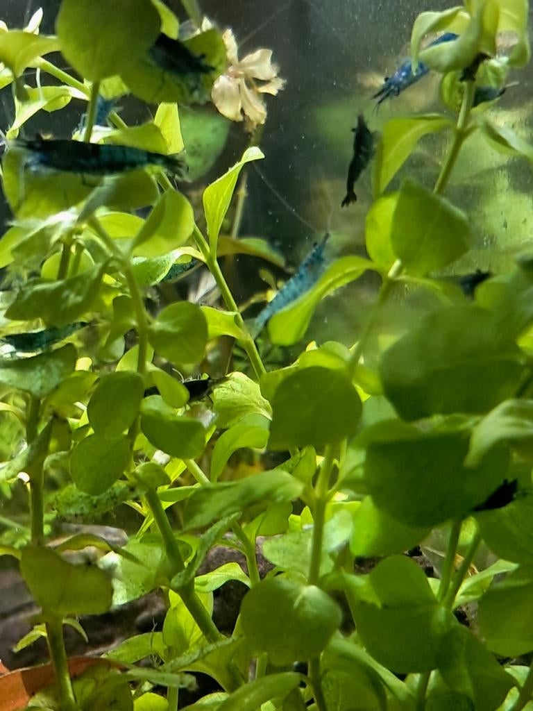 Blue dream garnalen, Dieren en Toebehoren, Vissen | Aquariumvissen, Kreeft, Krab of Garnaal