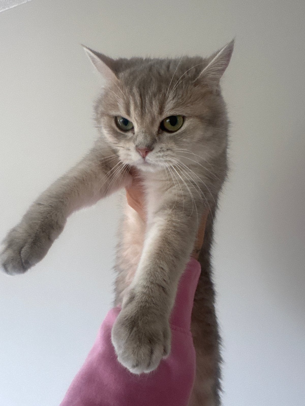 Britse korthaar poes kitten, Poes, Kortharig, 0 tot 2 jaar