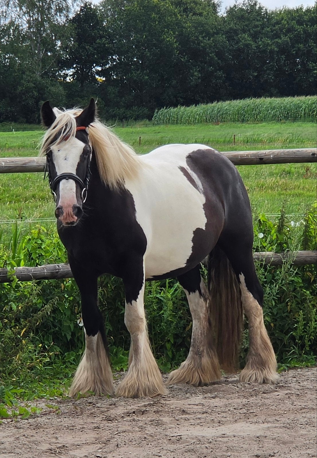Tinkers en Drumhorses, jong en volwassen ook gereden, Minder dan 160 cm, Niet van toepassing, 3 tot 6 jaar, Meerdere dieren