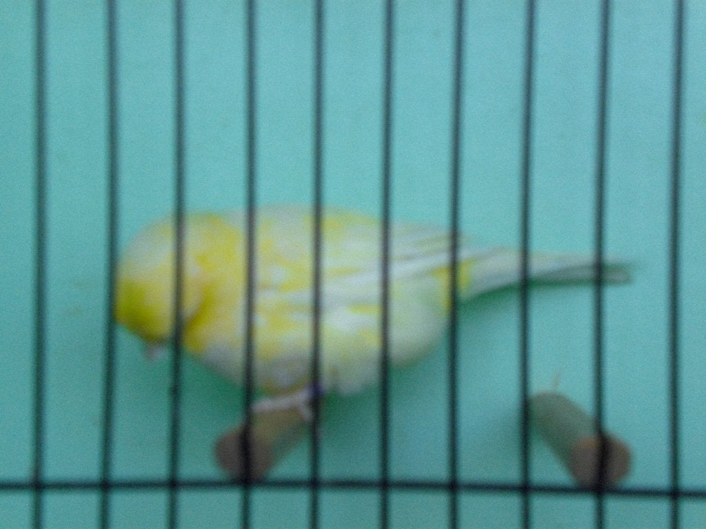 gele gloster, Meerdere dieren, Postuurkanarie