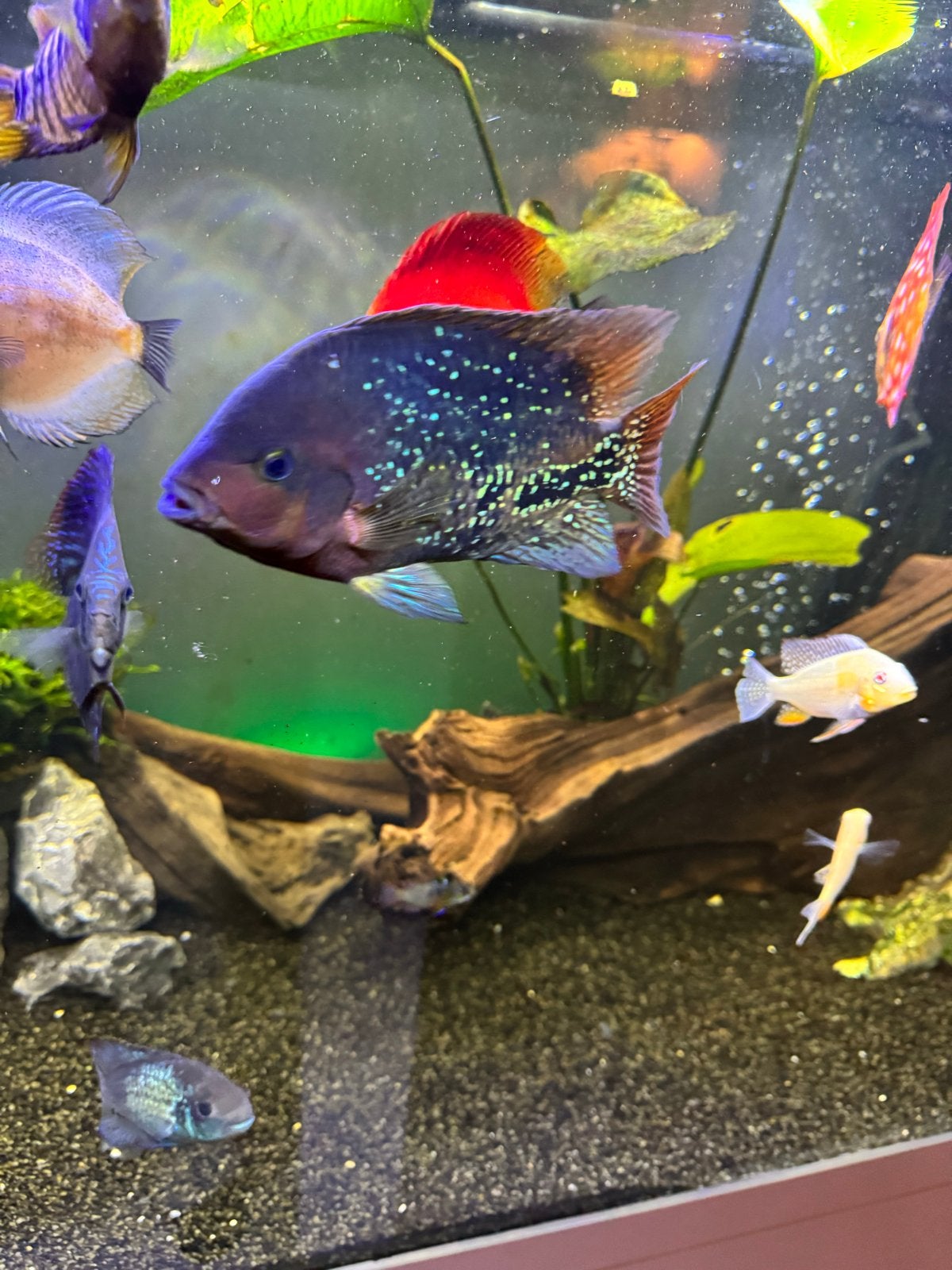 Vieja cichliden, Dieren en Toebehoren