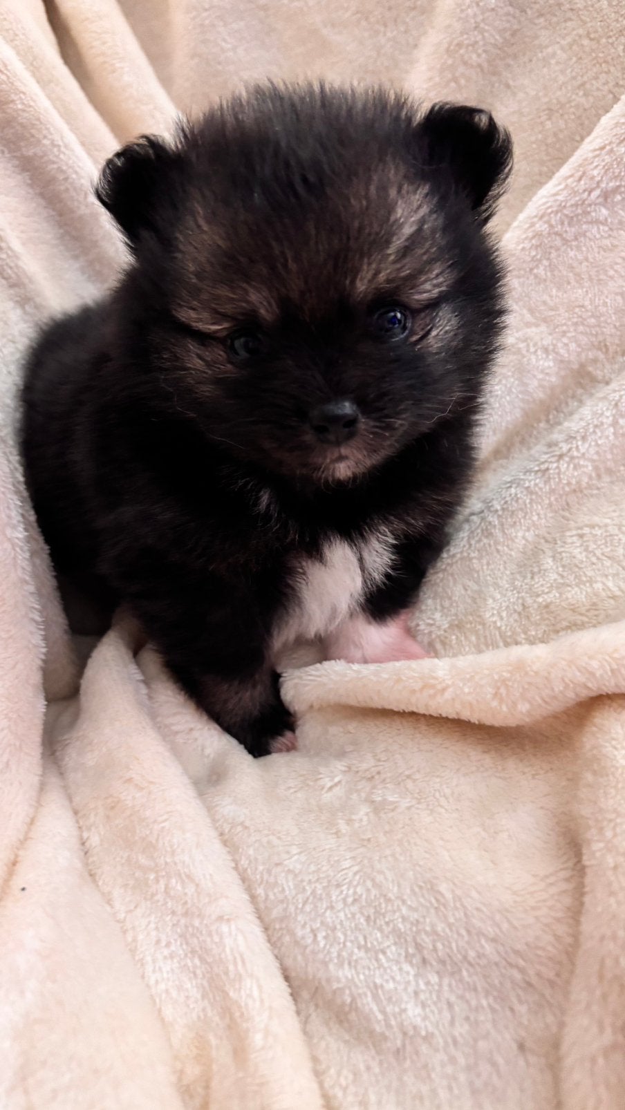 Te RESERVEREN mooie pomeriaantjes, Keeshond, 8 tot 15 weken, Meerdere, Meerdere dieren