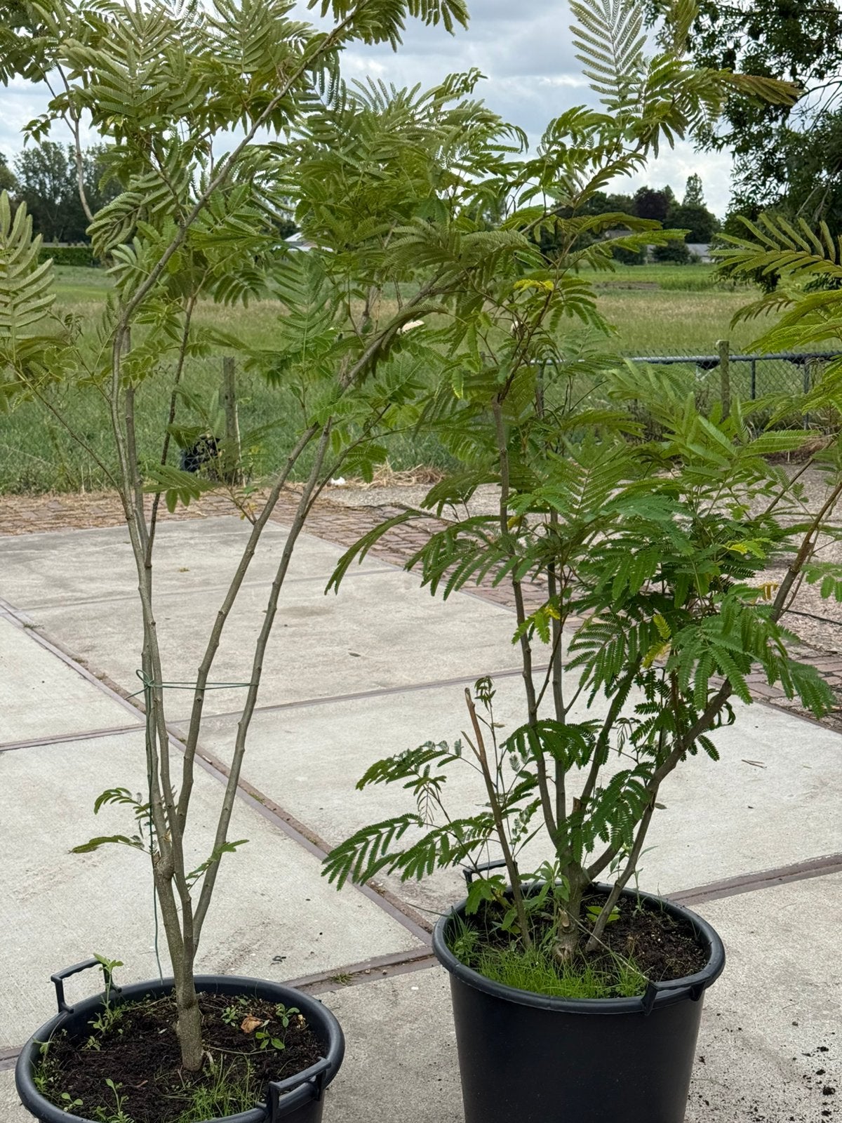 Albizia roze meerstammig  sommige al vol in knop wees snel, Vaste plant, Halfschaduw, Zomer, Ophalen