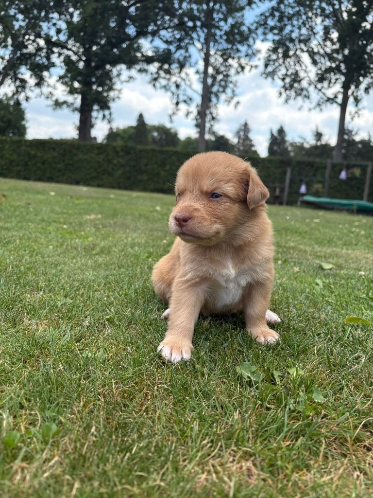 puppy Australian shepherd x Toller (nova scotia)  8 pups, Dieren en Toebehoren, Honden | Retrievers, Spaniëls en Waterhonden, Overige rassen