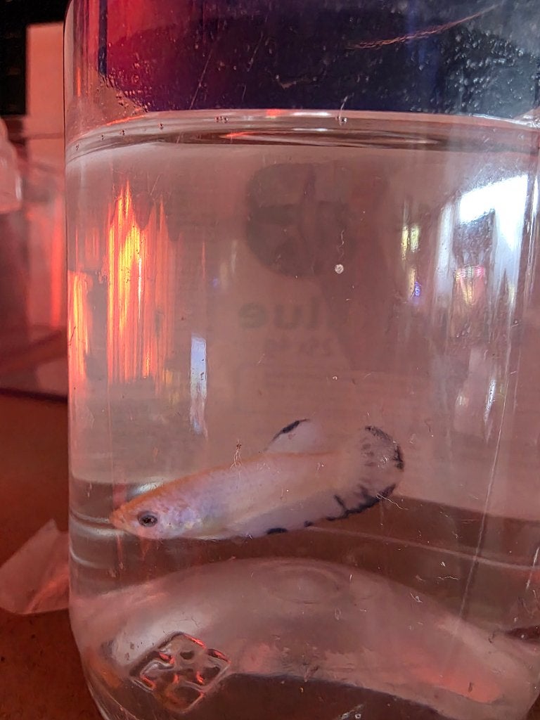 Mannen en vrouwen betta's blue rim, Dieren en Toebehoren, Vis, Zoetwatervis