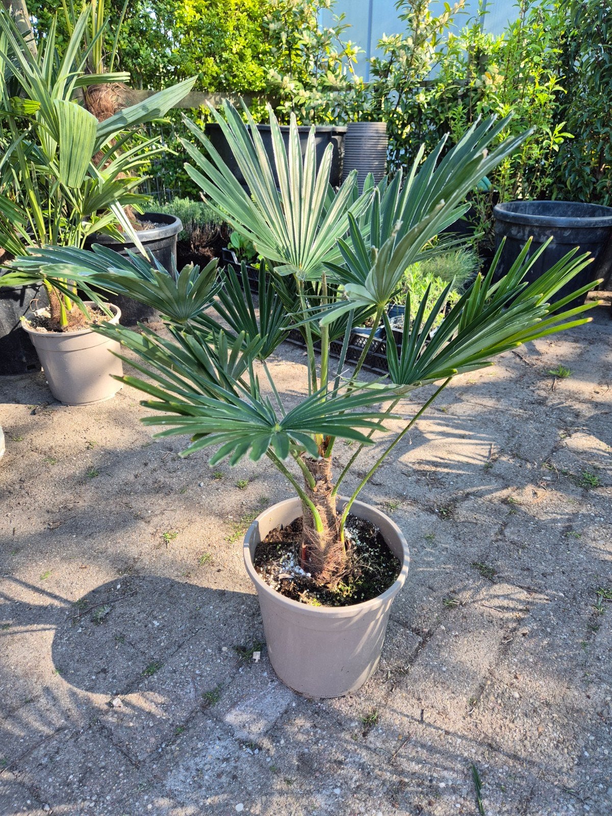 Palm, Trachycarpus WAGNERIANUS, winterhard, Ophalen of Verzenden, Overige soorten, Volle zon