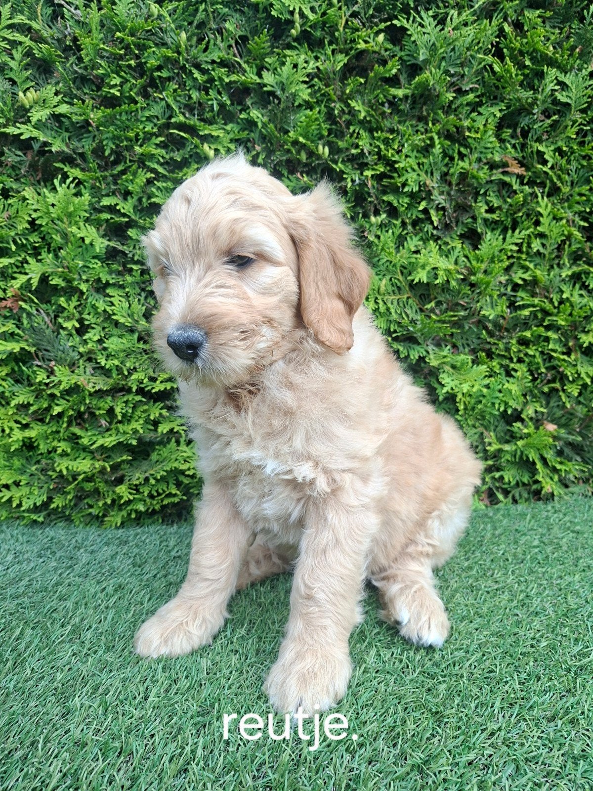 Zeer mooie speelse goldendoodle F2 pups., Dieren en Toebehoren, Parvo, 8 tot 15 weken, Meerdere, Meerdere dieren