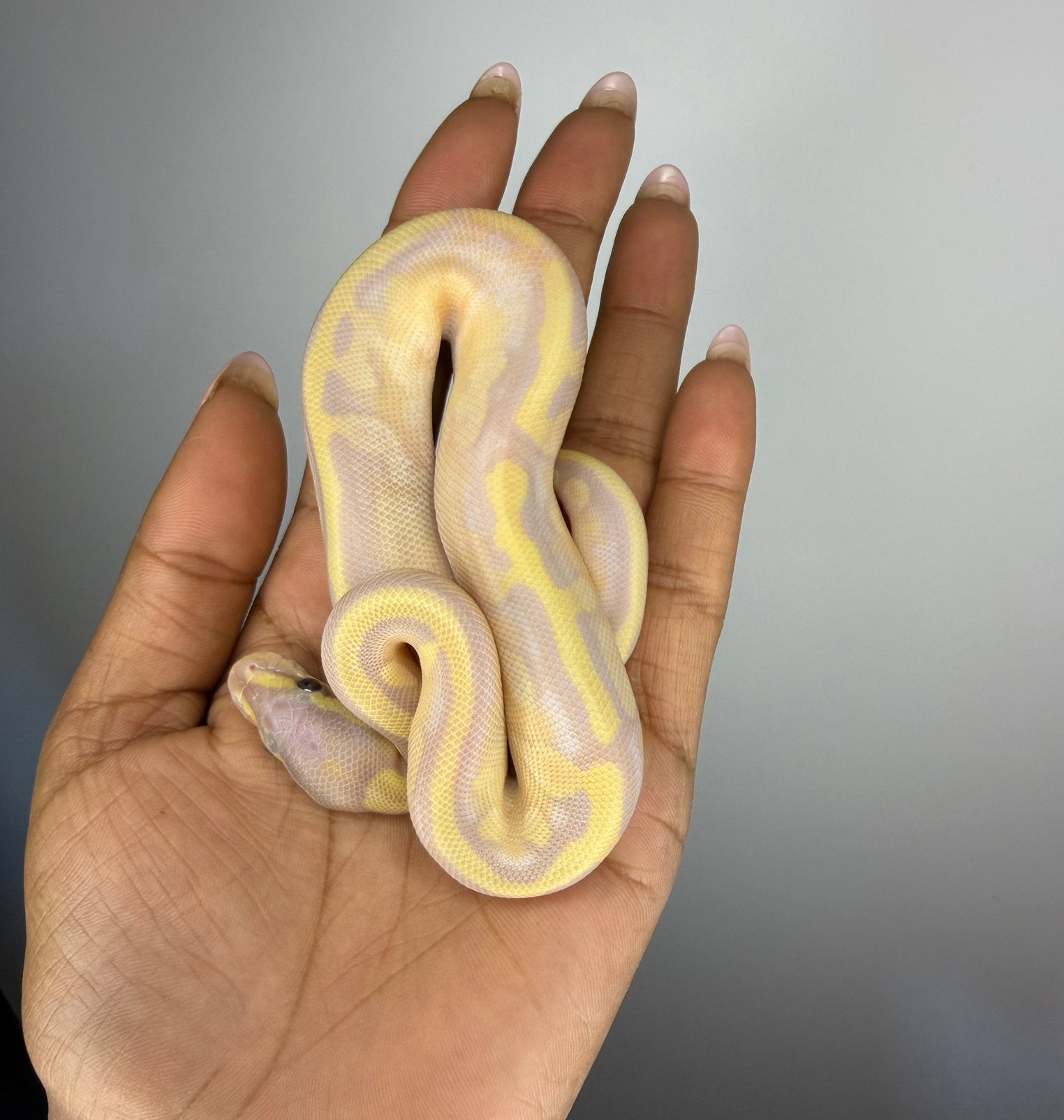 1.0 Banana Calico GHI Fire Pastel 100% het ghost NK26 Ball Python photo 4