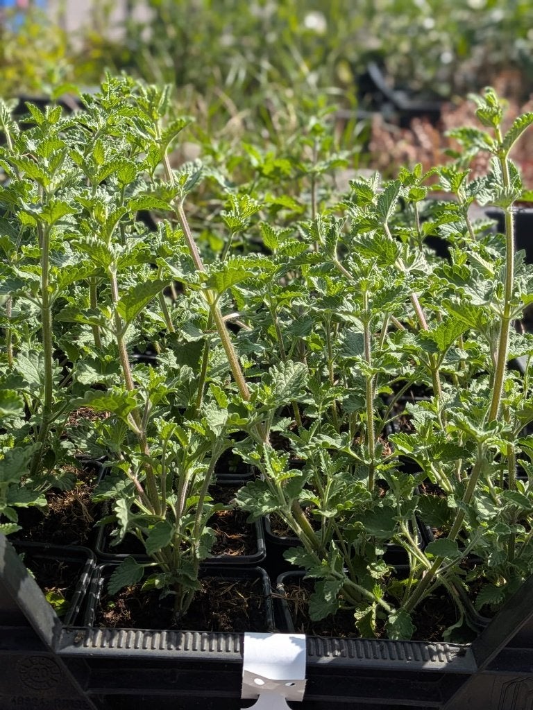 Nepeta walkers low/Kattenkruid p9, Volle zon, Vaste plant, Zomer, Ophalen