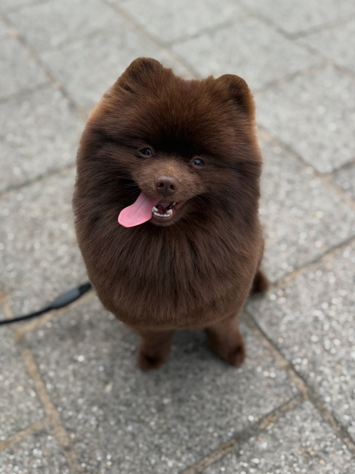 Pomeriaan DEKREU (niet te koop), Dieren en Toebehoren, Reu, Parvo, Eén hond, Klein