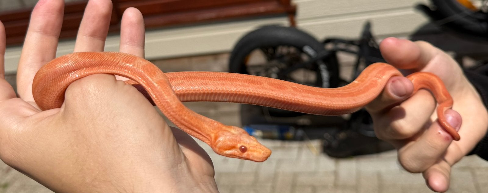 Boa constrictor.   Sundragon.  0.1.  2026. Inruil mogelijk ., Dieren en Toebehoren, Reptielen en Amfibieën, Slang, Tam, 0 tot 2 jaar