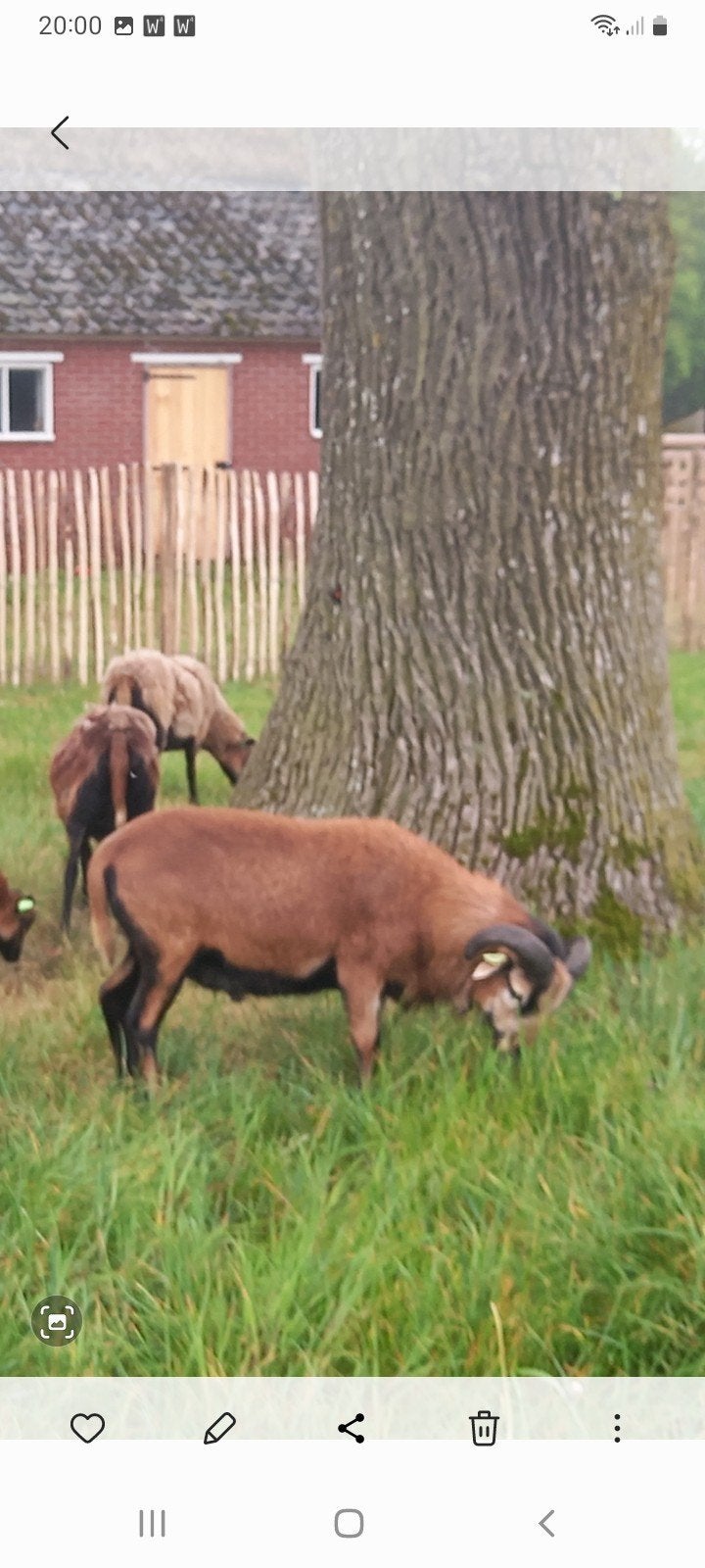 Mooie Kameroen ram, Dieren en Toebehoren, Schapen, Geiten en Varkens, Mannelijk, Schaap