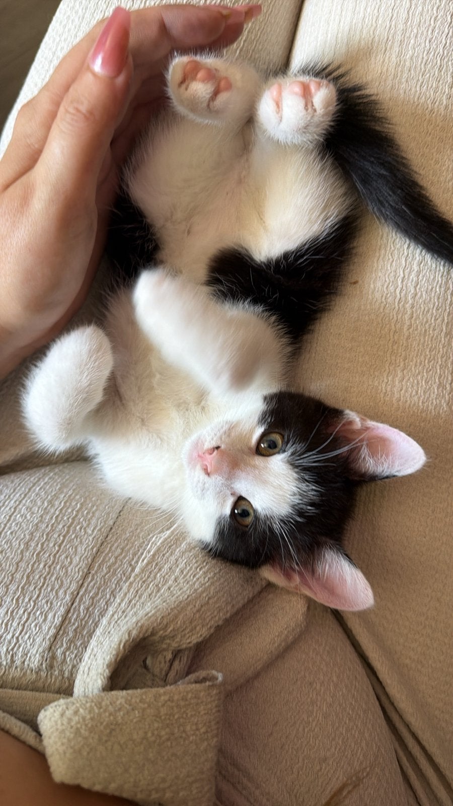 Kittens, Dieren en Toebehoren, Katten en Kittens | Overige Katten, Meerdere dieren
