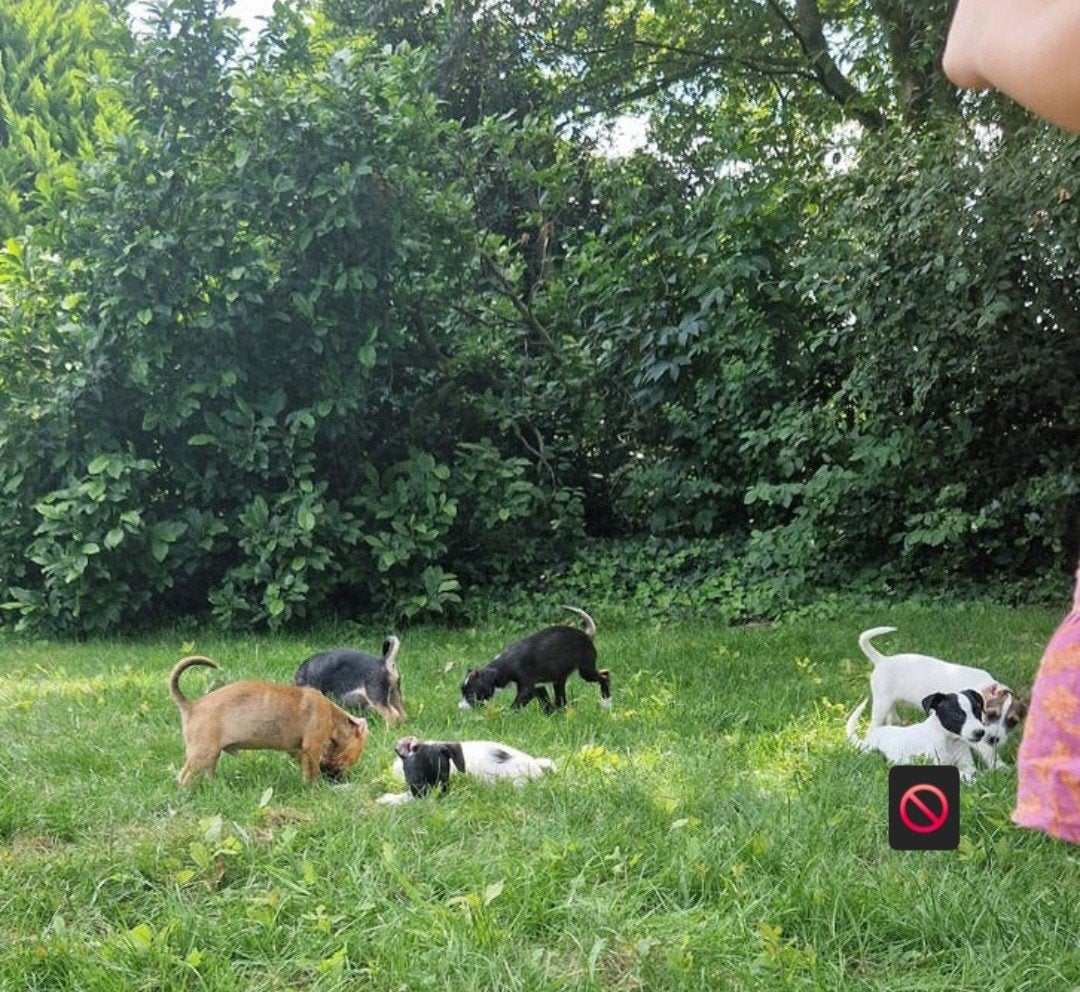 Kruising pups: Jackrussel met boerenfox x boomer pups, Dieren en Toebehoren, Honden | Niet-rashonden, 8 tot 15 weken, Meerdere