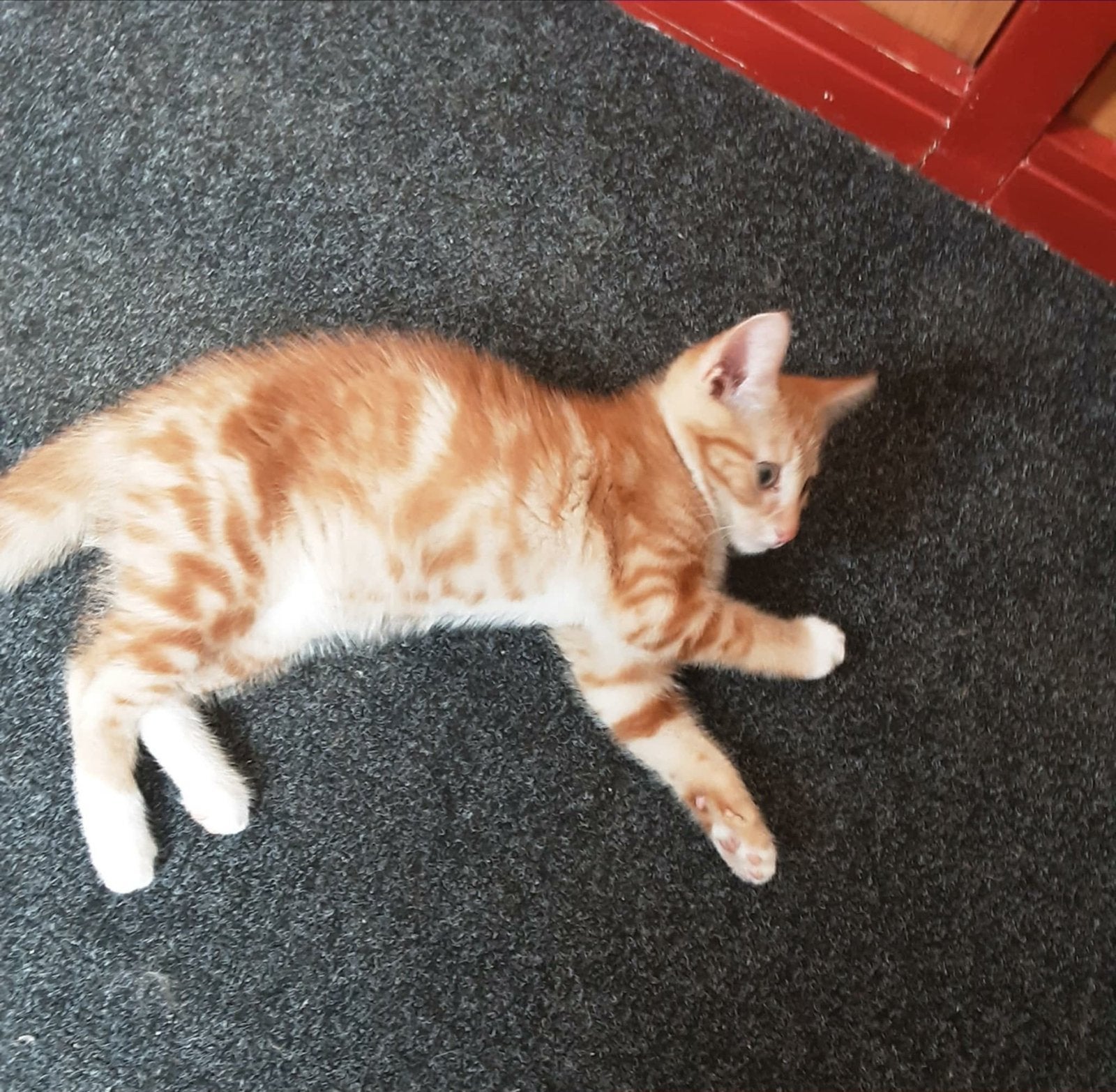 Lieve oranje kitten (2,5 maand) zoekt een warm thuis, Kater