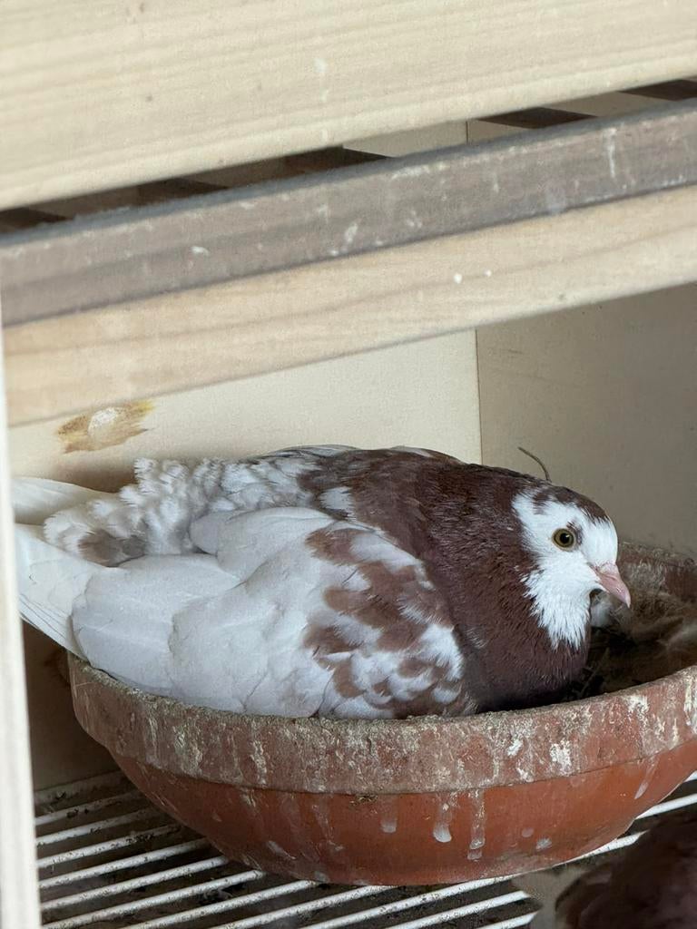6 Birmingham rollers, Dieren en Toebehoren, Meerdere dieren, Tuimelaar of Roller