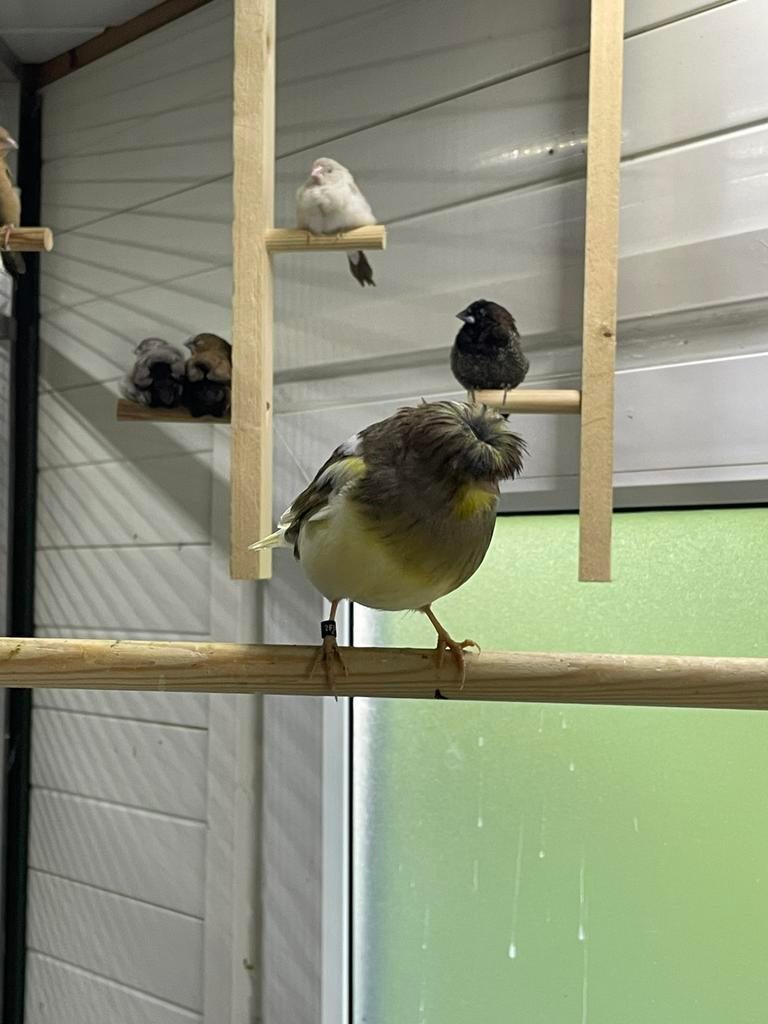 Koppel glosters, Dieren en Toebehoren, Vogels | Overige Vogels, Meerdere dieren