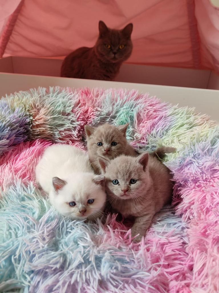 1 mooi british korthaar lilac katertje, Ophalen of Verzenden, Katten