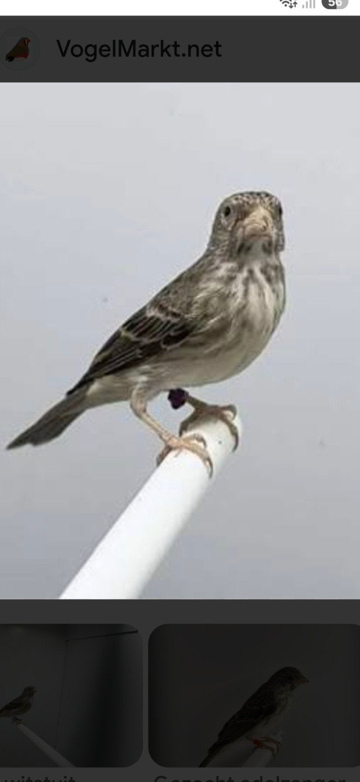Gevraagd Edelzanger pop, Dieren en Toebehoren, Vrouwelijk, Geringd