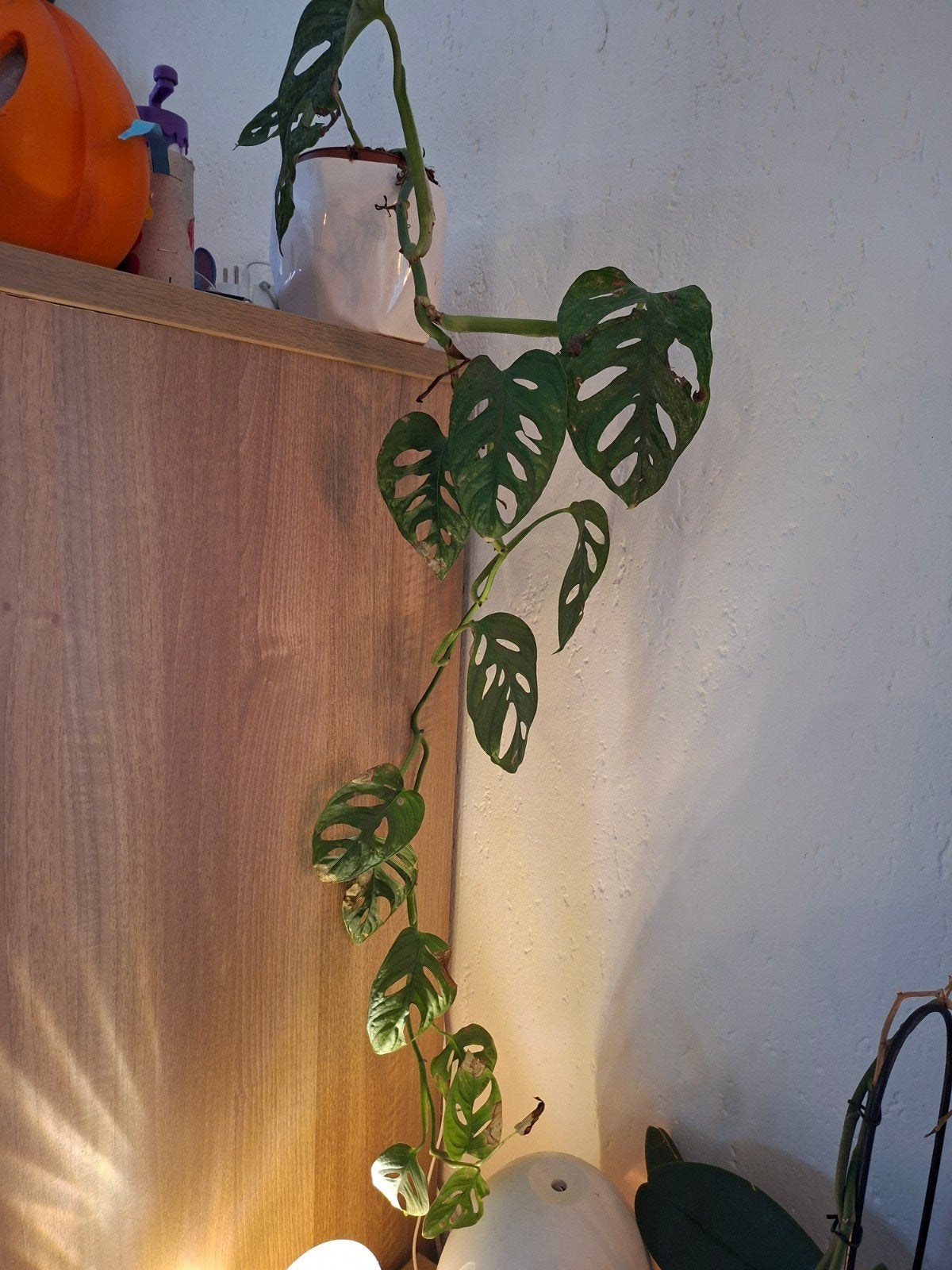 Monstera Adansonii - Apenblad plant, Ophalen, Binnen, Kunstplant, Gebruikt