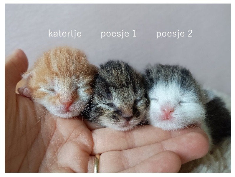 Prachtige kittens, liefdevol opgegroeid met kids en hond, Meerdere dieren, Kortharig, 0 tot 2 jaar