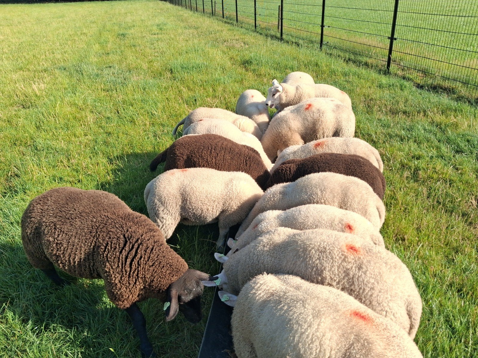 Texelaar lammeren, Meerdere dieren, Schaap