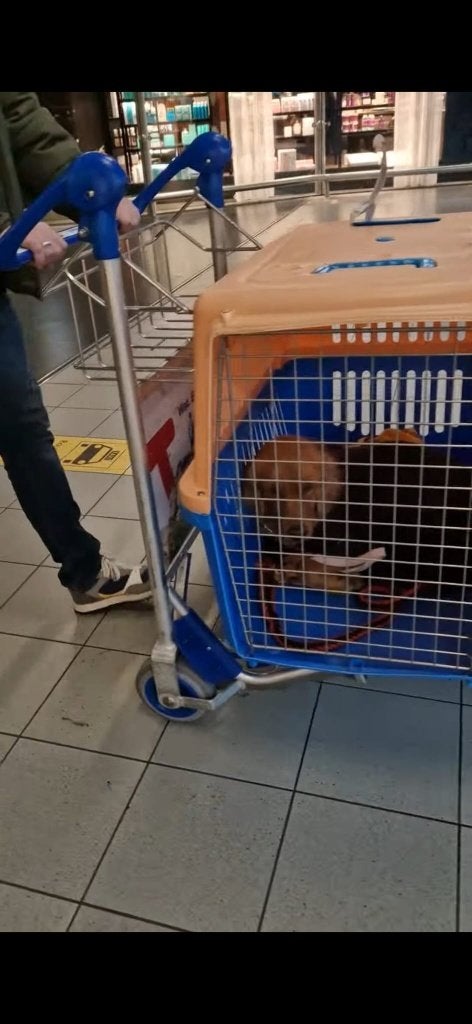 Tranportbox, Dieren en Toebehoren, Ophalen, Gebruikt
