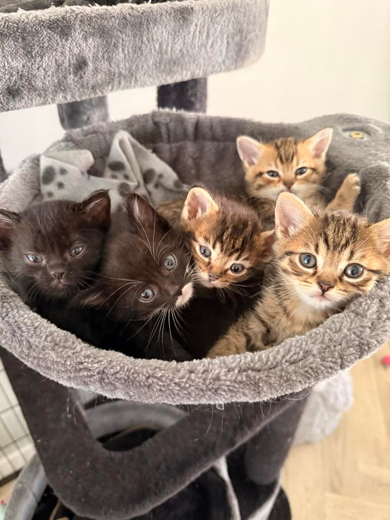 Laatste kittens Britselanghaar, Kater, Langharig, 0 tot 2 jaar