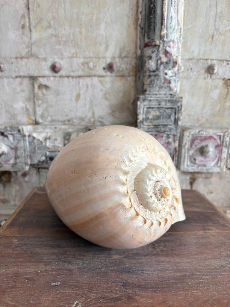 Melo Broderipi - Diadema XXL Schelp 28 cm!, Ophalen of Verzenden, Schelp(en)