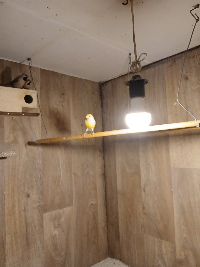 Te koop, Mannelijk, Tropenvogel