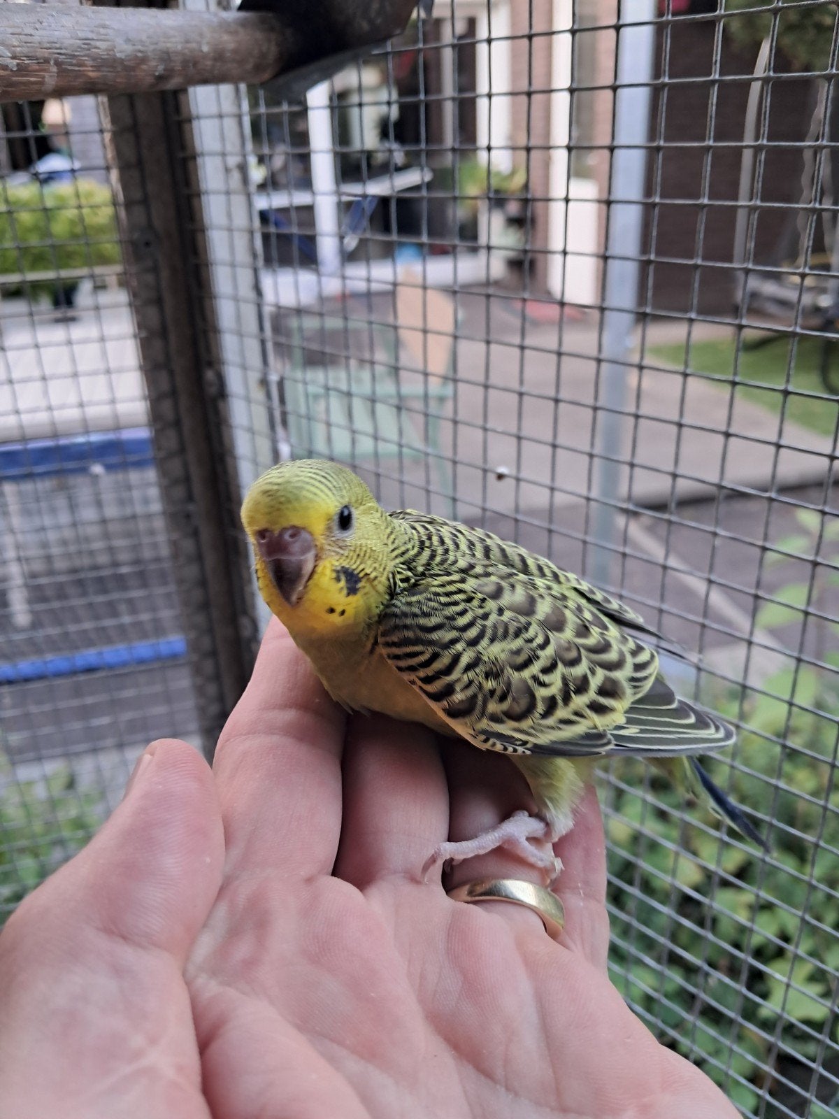 jonge grasparkieten, Dieren en Toebehoren, Vogels | Parkieten en Papegaaien, Meerdere dieren, Parkiet