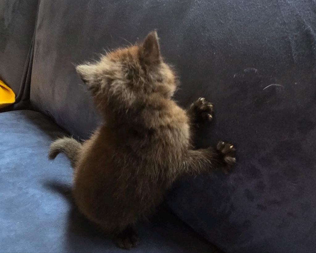 Britse korthaar, Dieren en Toebehoren, Katten en Kittens | Overige Katten, Meerdere dieren, 0 tot 2 jaar