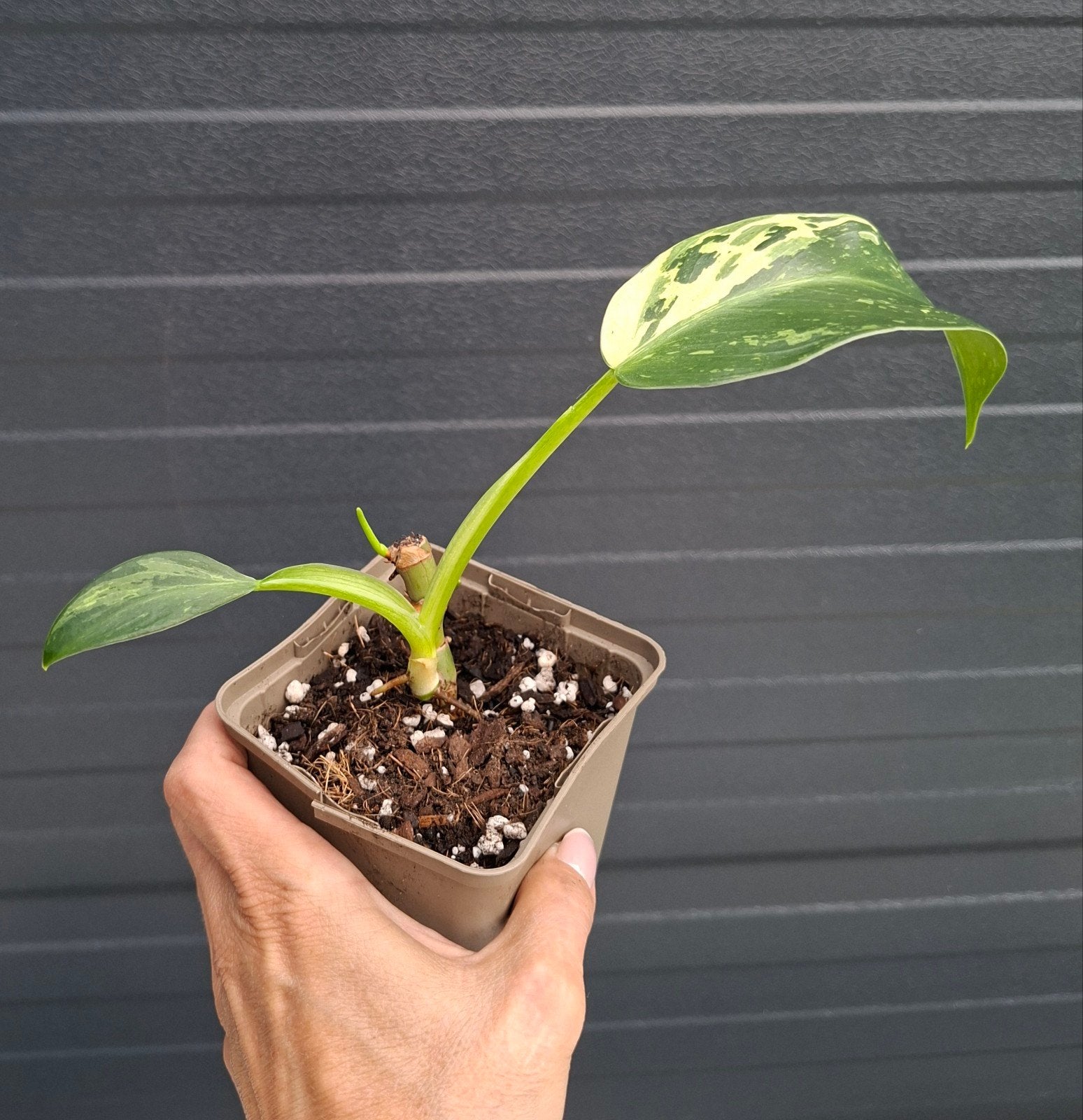 Philodendron Jose buono, Ophalen, Halfschaduw, Minder dan 100 cm