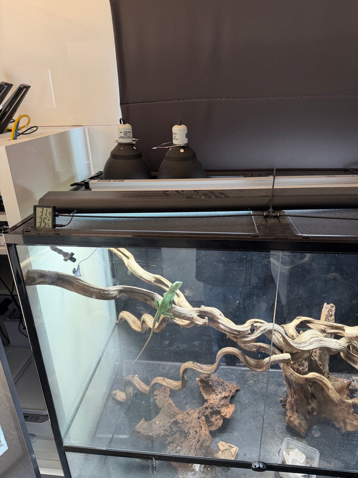Compleet Terrarium 112x60x90 + Reptiel, Ophalen, Niet bekend, Zo goed als nieuw, Niet bekend