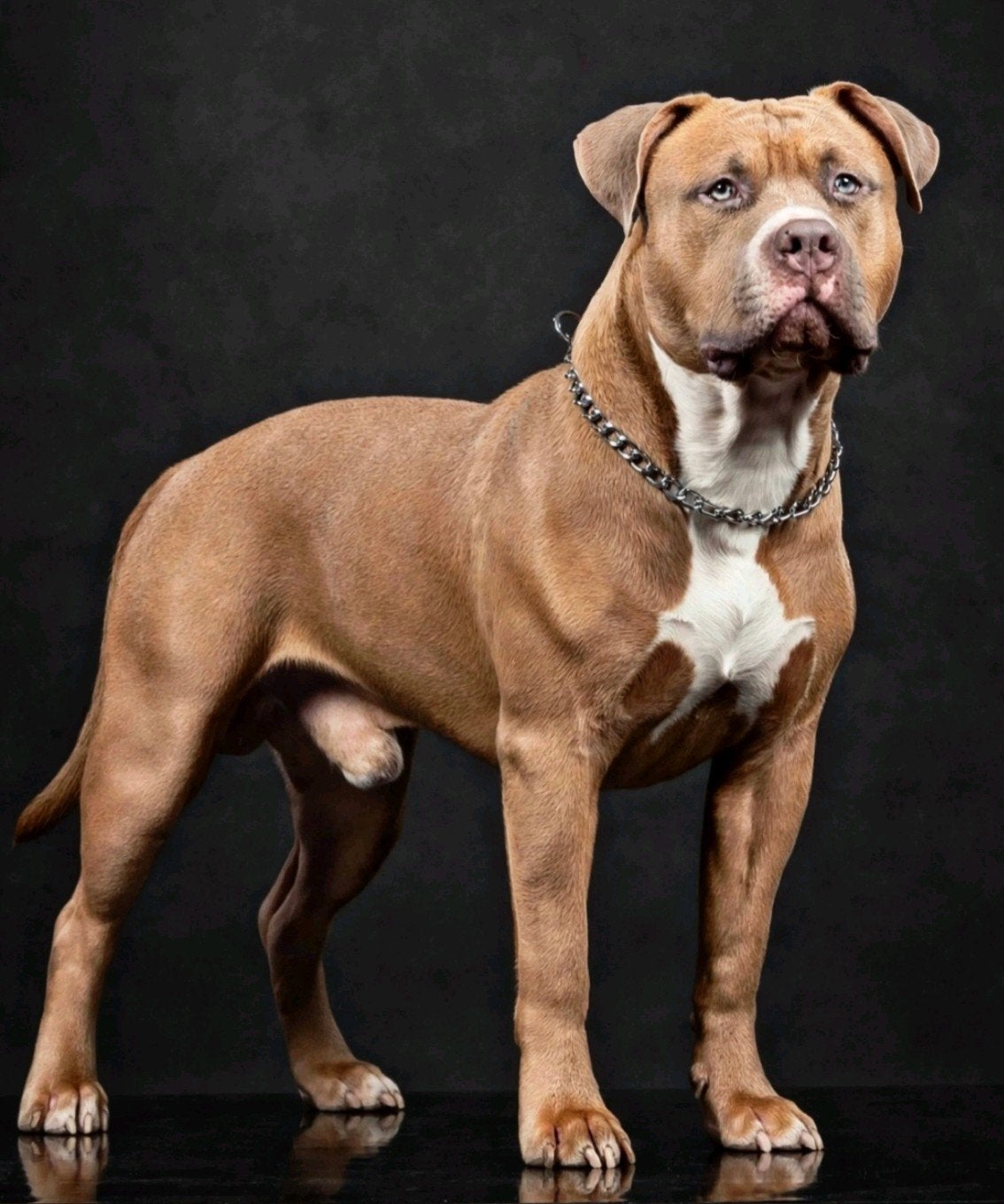 ABKC AMERICAN BULLY XL (DEKREU), Parvo, 1 tot 2 jaar, Eén hond, Nederland
