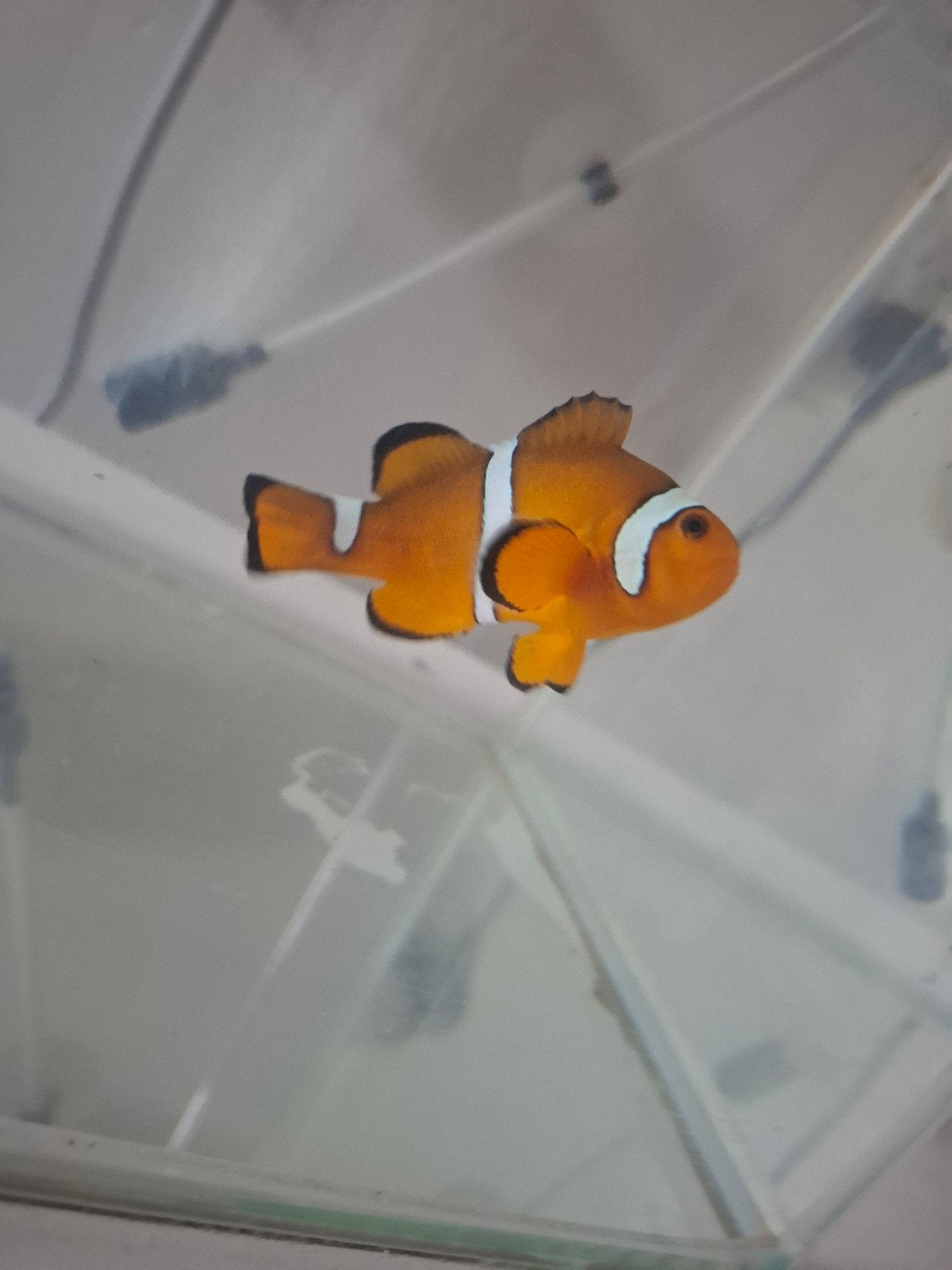 Prachtig Clownvis Vrouwtje, Dieren en Toebehoren