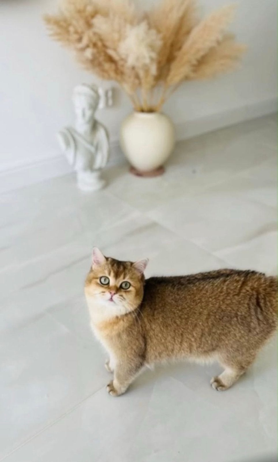 British lang haar golden, Dieren en Toebehoren, Katten en Kittens | Overige Katten, Kater