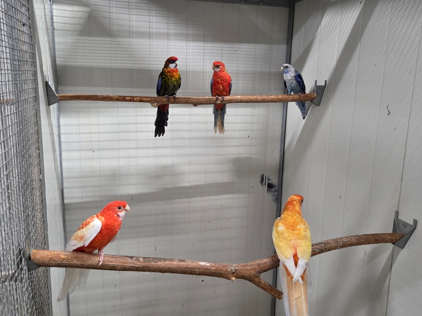 Diverse rosella's aangeboden, Meerdere dieren, Parkiet