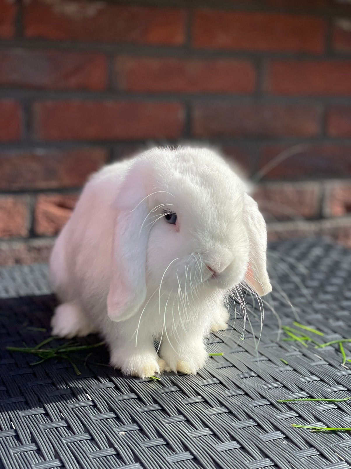 Lief klein gecastreerde rammetje, Dieren en Toebehoren, Mannelijk, Dwerg, Hangoor, 0 tot 2 jaar