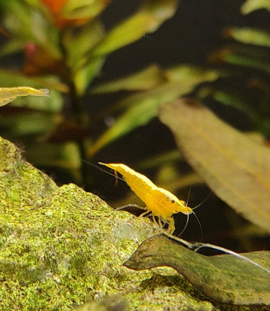 Neo Caridina Yellow Fire Neon Backstripe gele siergarnalen, Dieren en Toebehoren, Kreeft, Krab of Garnaal, Zoetwatervis
