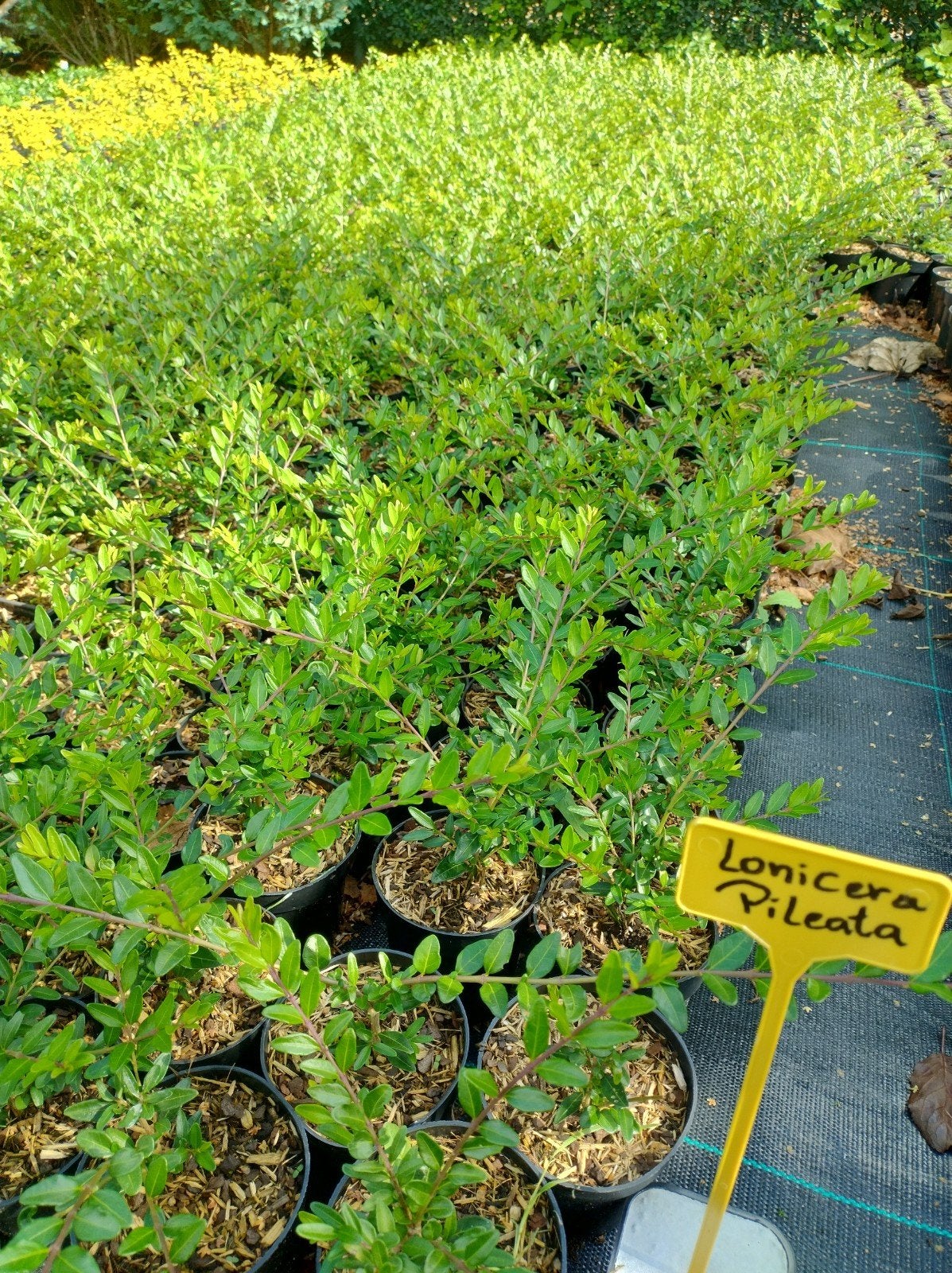 Lonicera Pileata. Sterke bodembedekker P9 planten., Bodembedekkers, Vaste plant, Ophalen of Verzenden, Bloeit niet